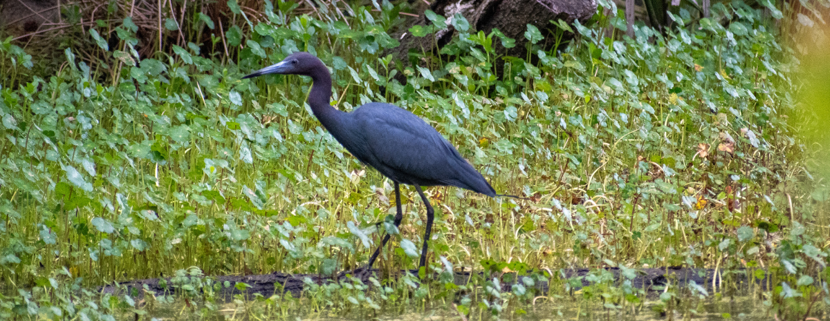 Early Morning Bird Walks